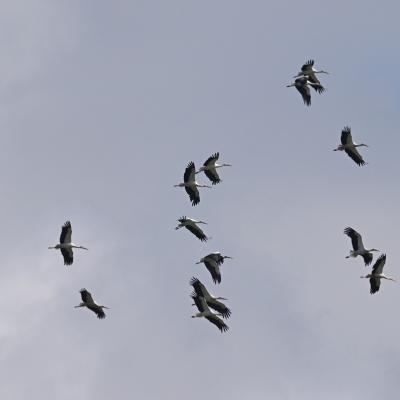 Cigognes blanches en migration ( diaporama ).