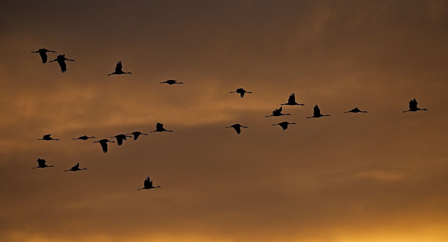 Grues cendrées en vol.