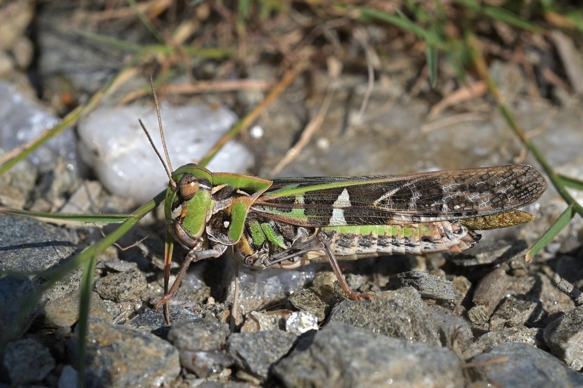 Criquet decorus.