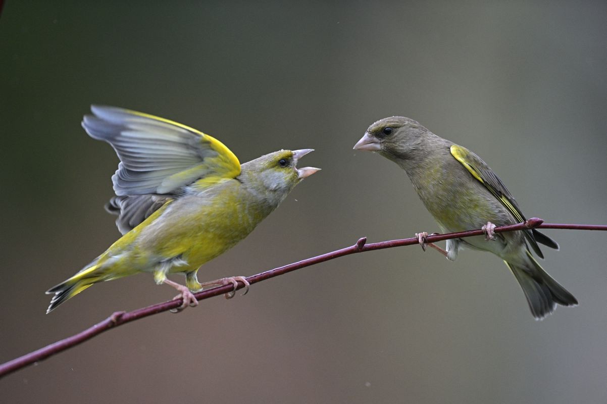 Couple de verdiers.