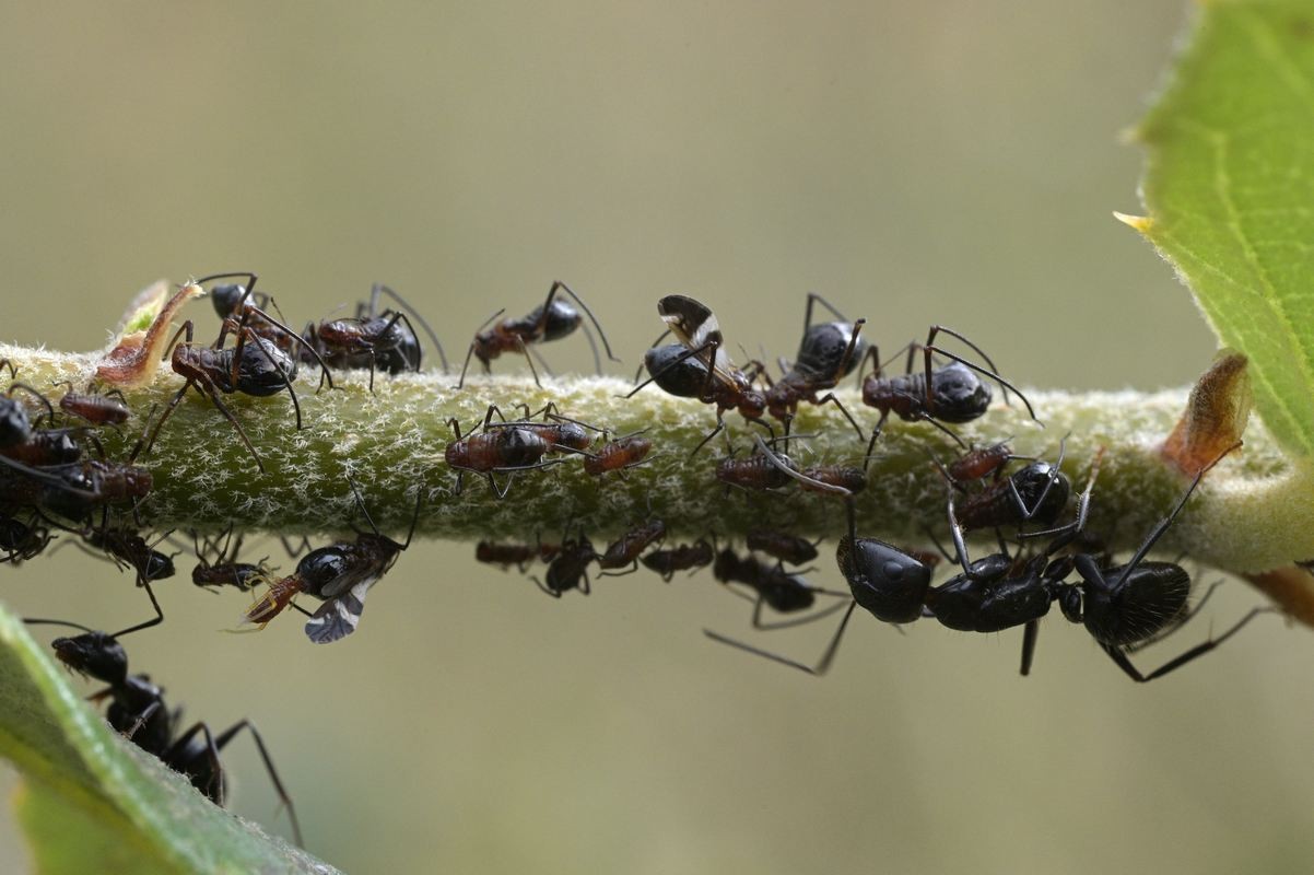 Fourmis noires et leur colonie de pucerons.