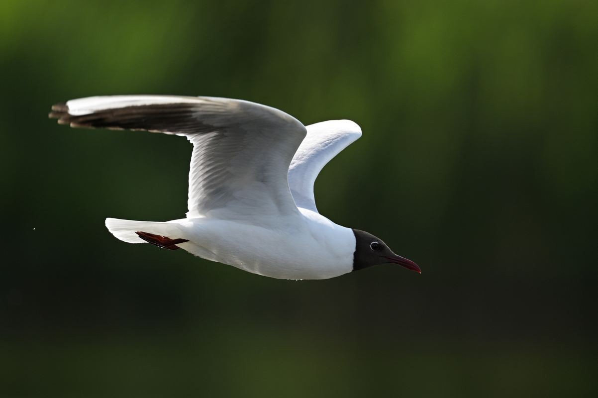 Mouette rieuse.