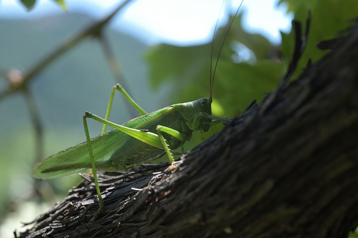 Grande sauterelle verte.