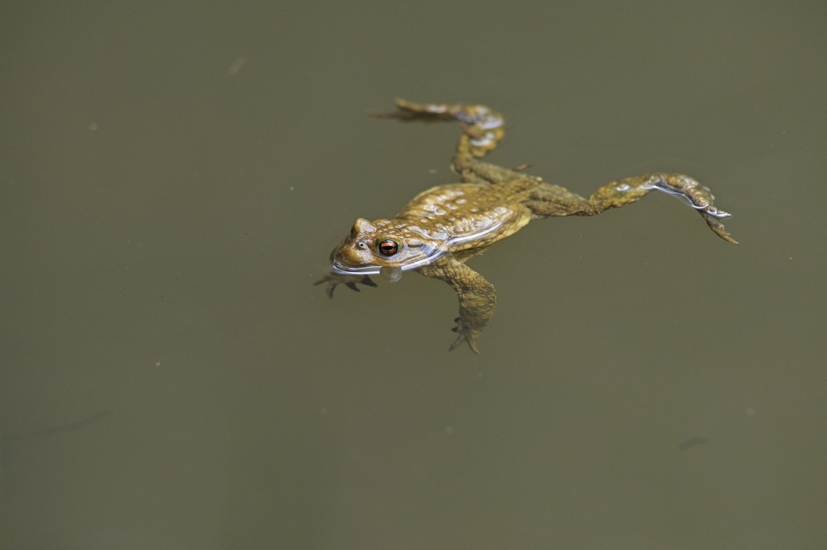 Crapaud commun mâle sur l'eau.