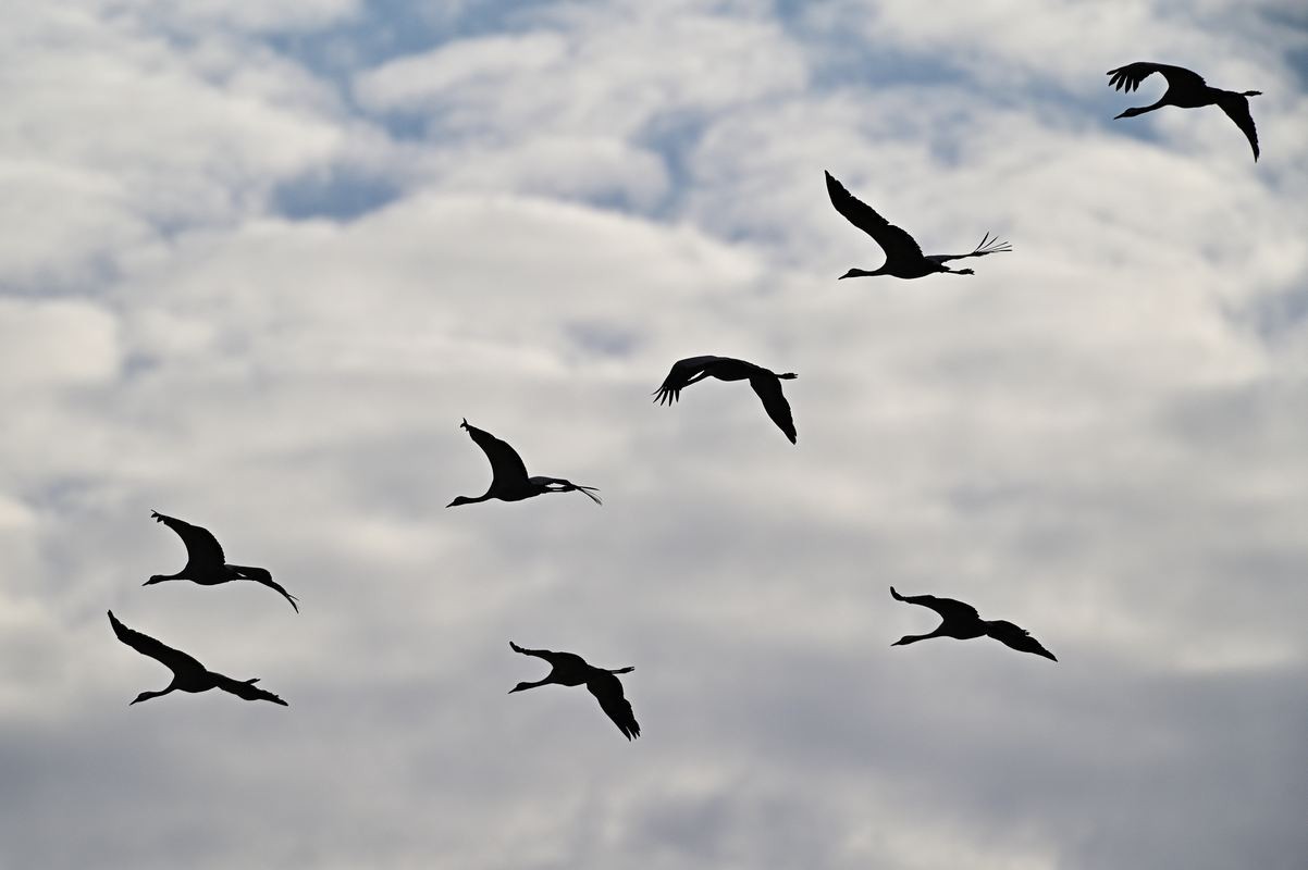 Grues cendrées en vol.