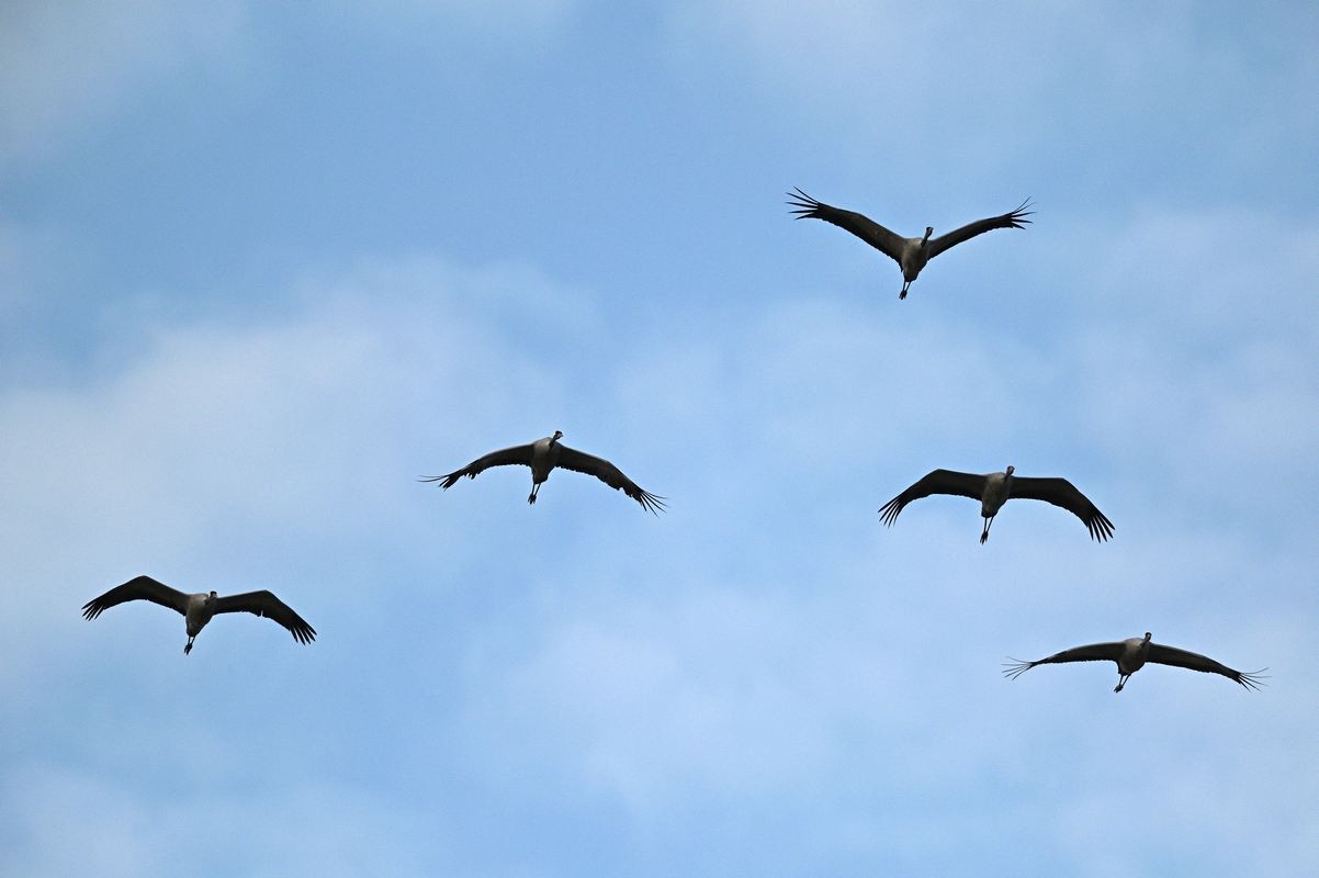 Grues cendrées en vol.