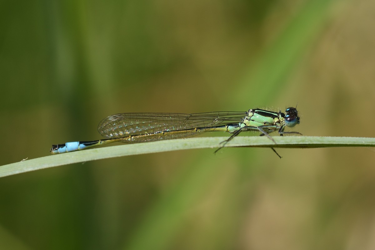 Agrion élégant.