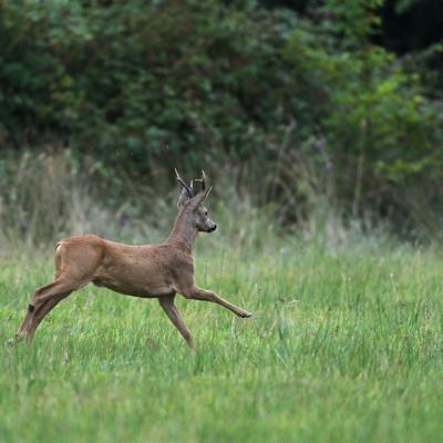 Rut du chevreuil (Diaporama).