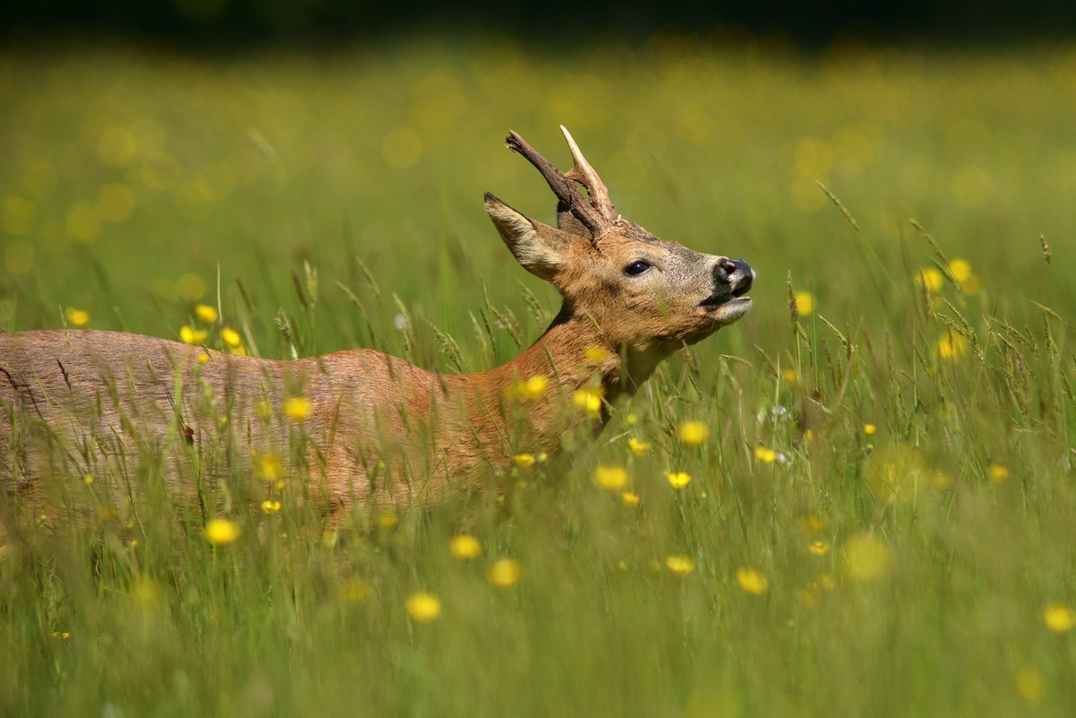 Brocard flehmen.