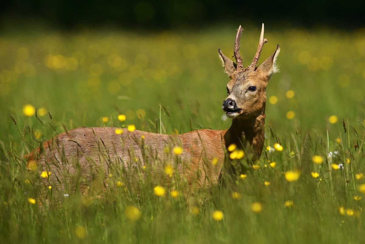 Brocard flehmen.