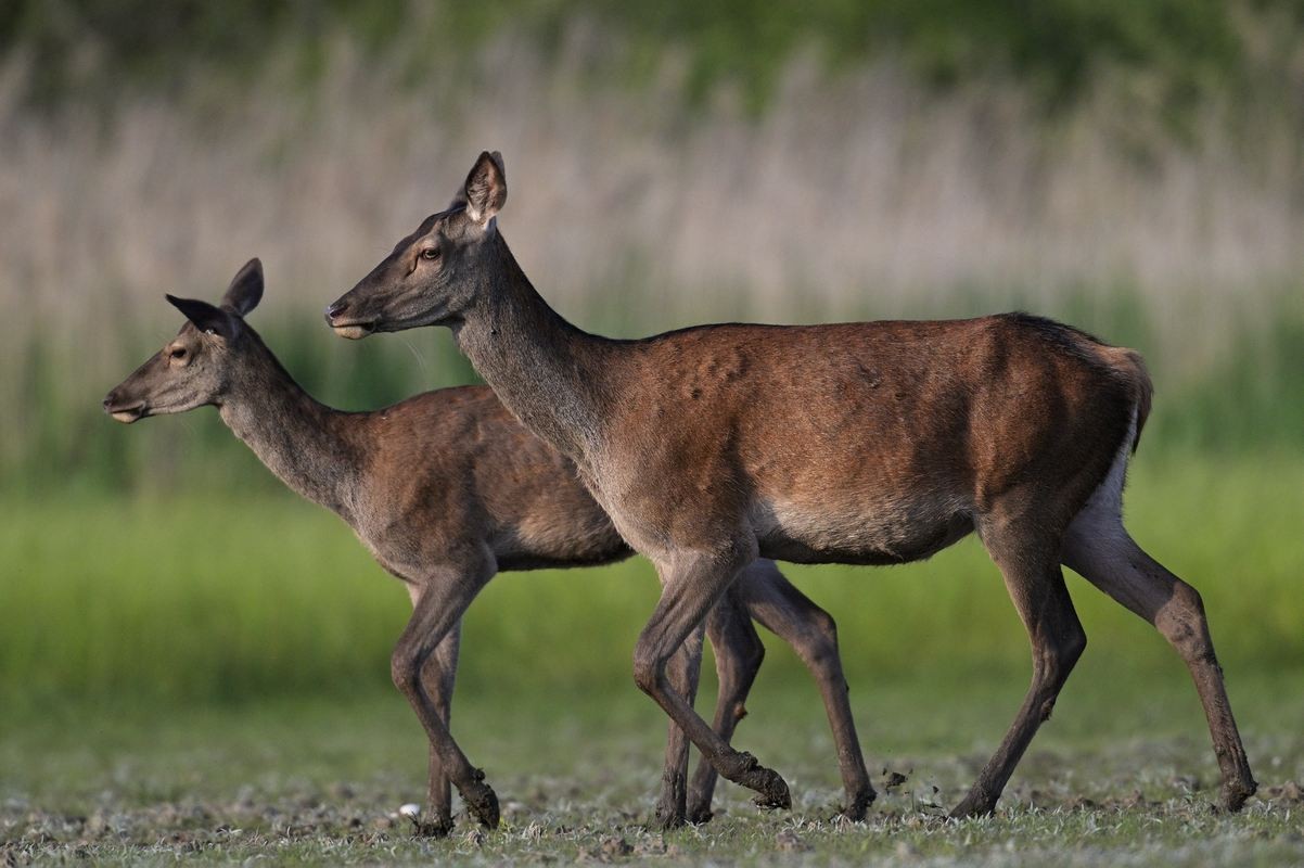 Biche et bichette.