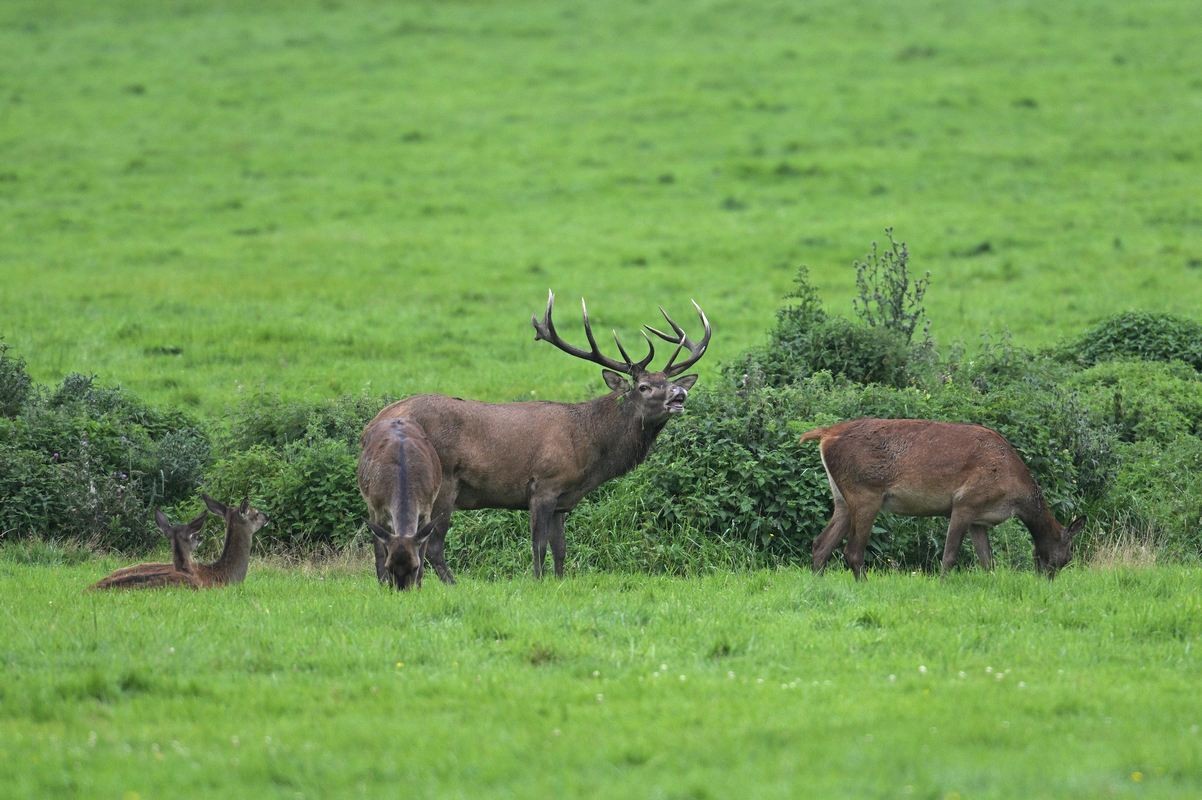 Grand cerf en rut (flehmen).