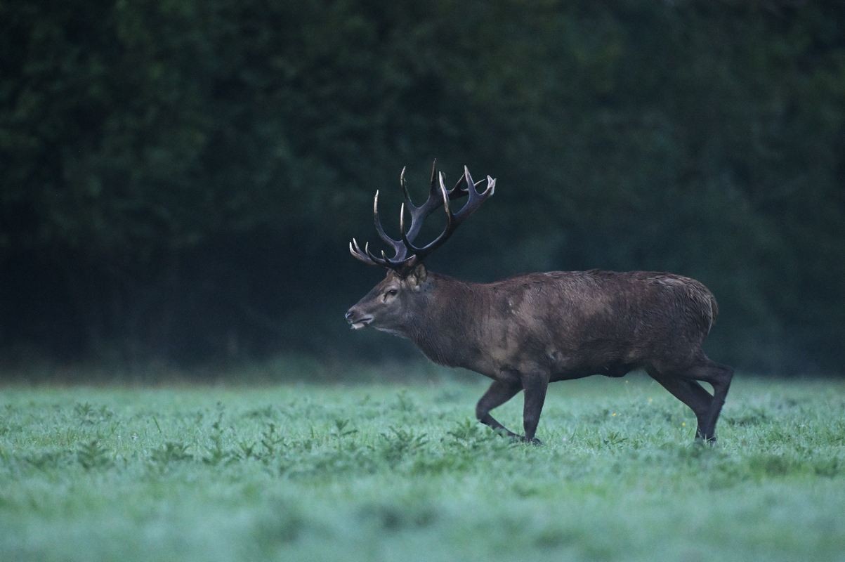 Grand cerf à l'aube.