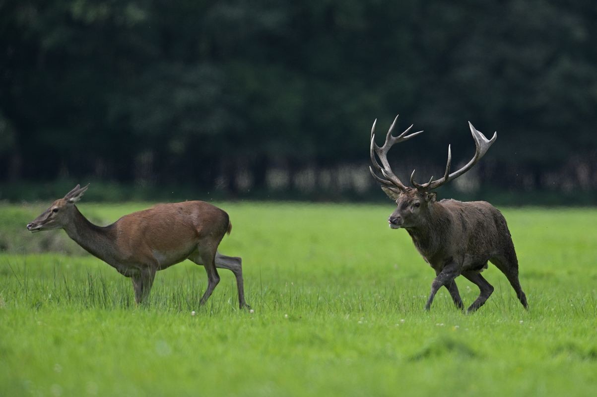 Grand cerf en rut.