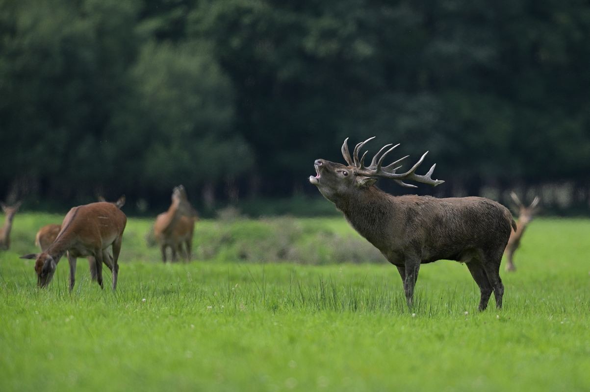 Grand cerf en rut.