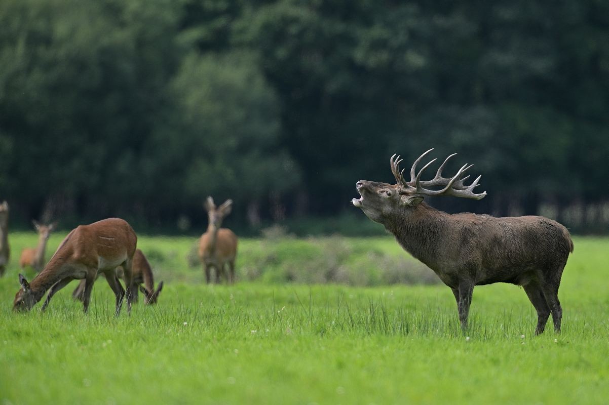 Grand cerf en rut.