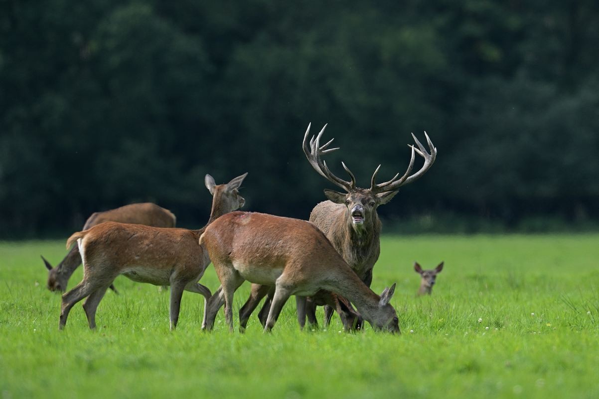 Grand cerf en rut ( flehmen).