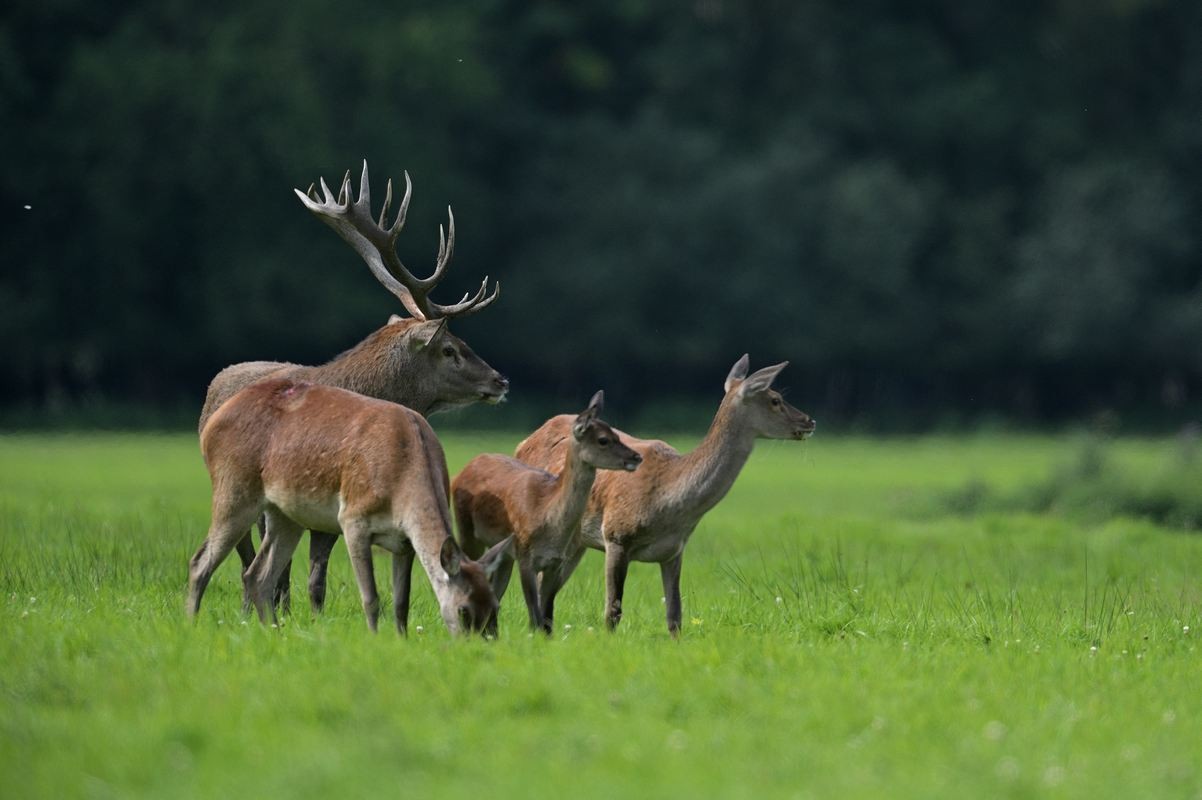 Grand cerf en rut.