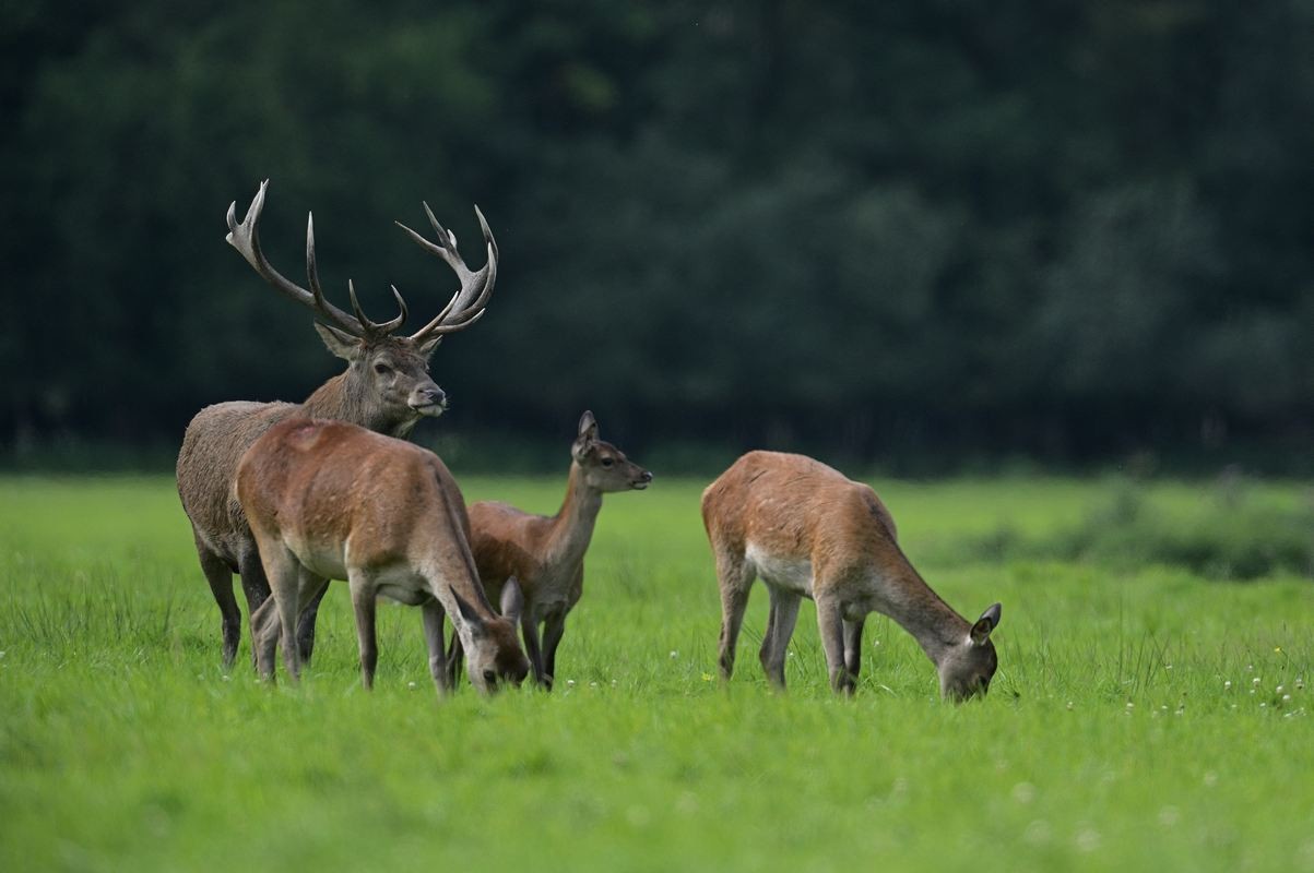 Grand cerf en rut.