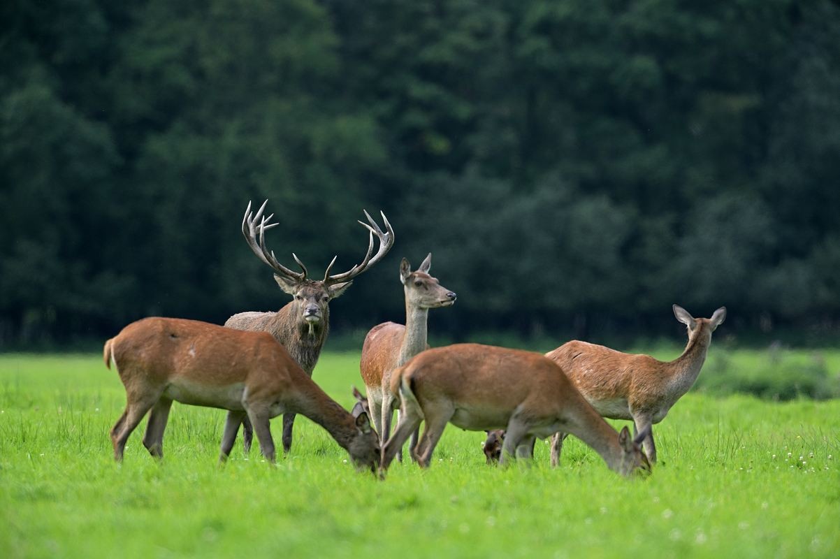 Grand cerf en rut.