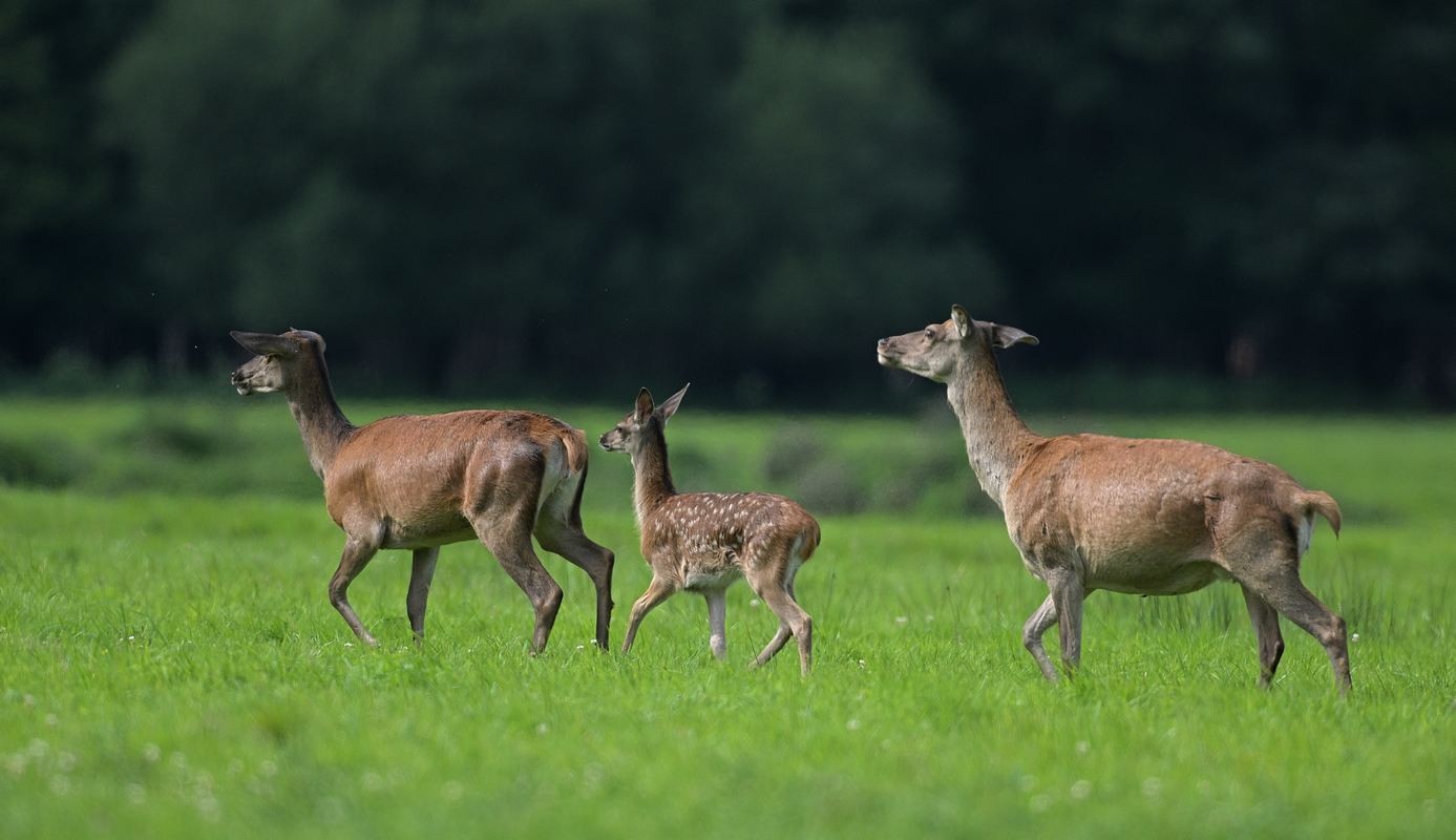 Biche et sa suite.