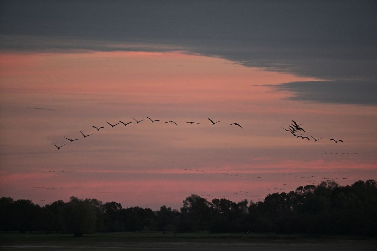 Grues cendrées en vol.