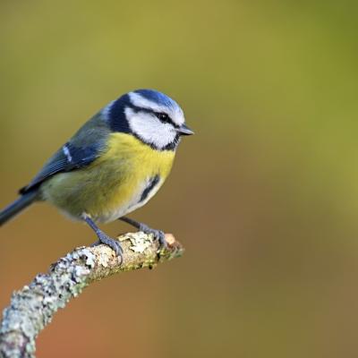 Les oiseaux des jardins.