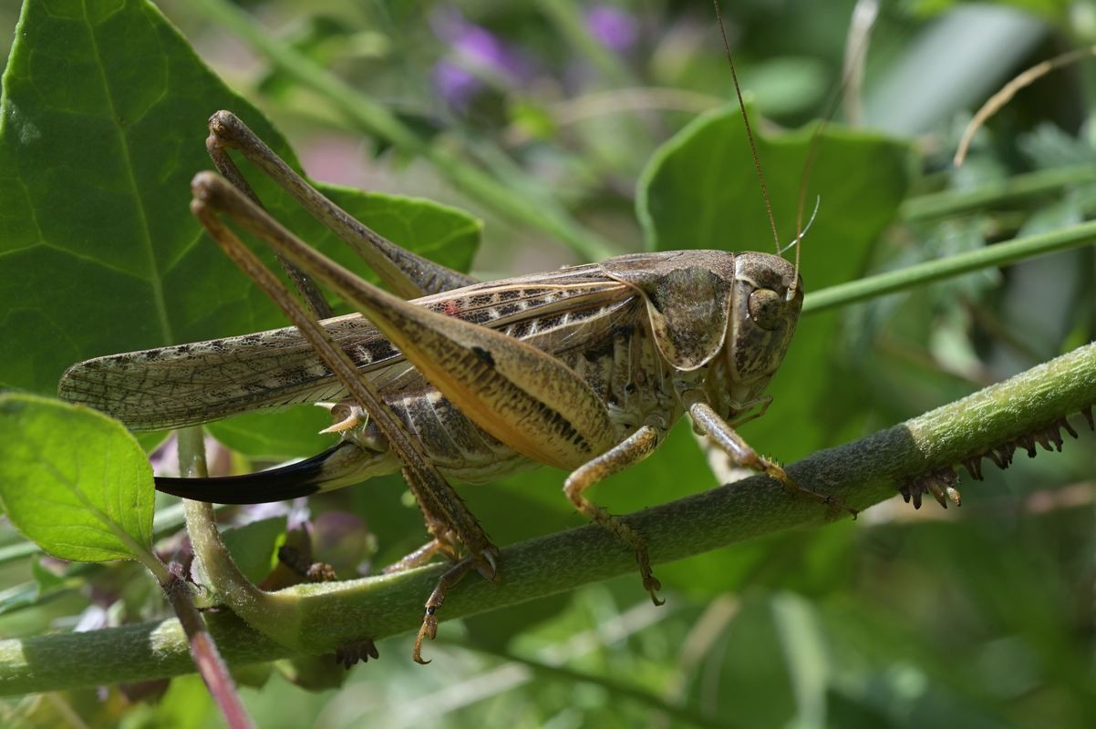 Sauterelle platycleis albopunctata.