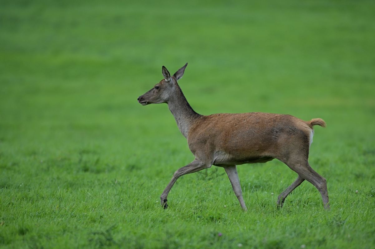 Biche adulte.