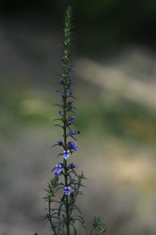 Anarrhinum à feuilles de pâquerettes.