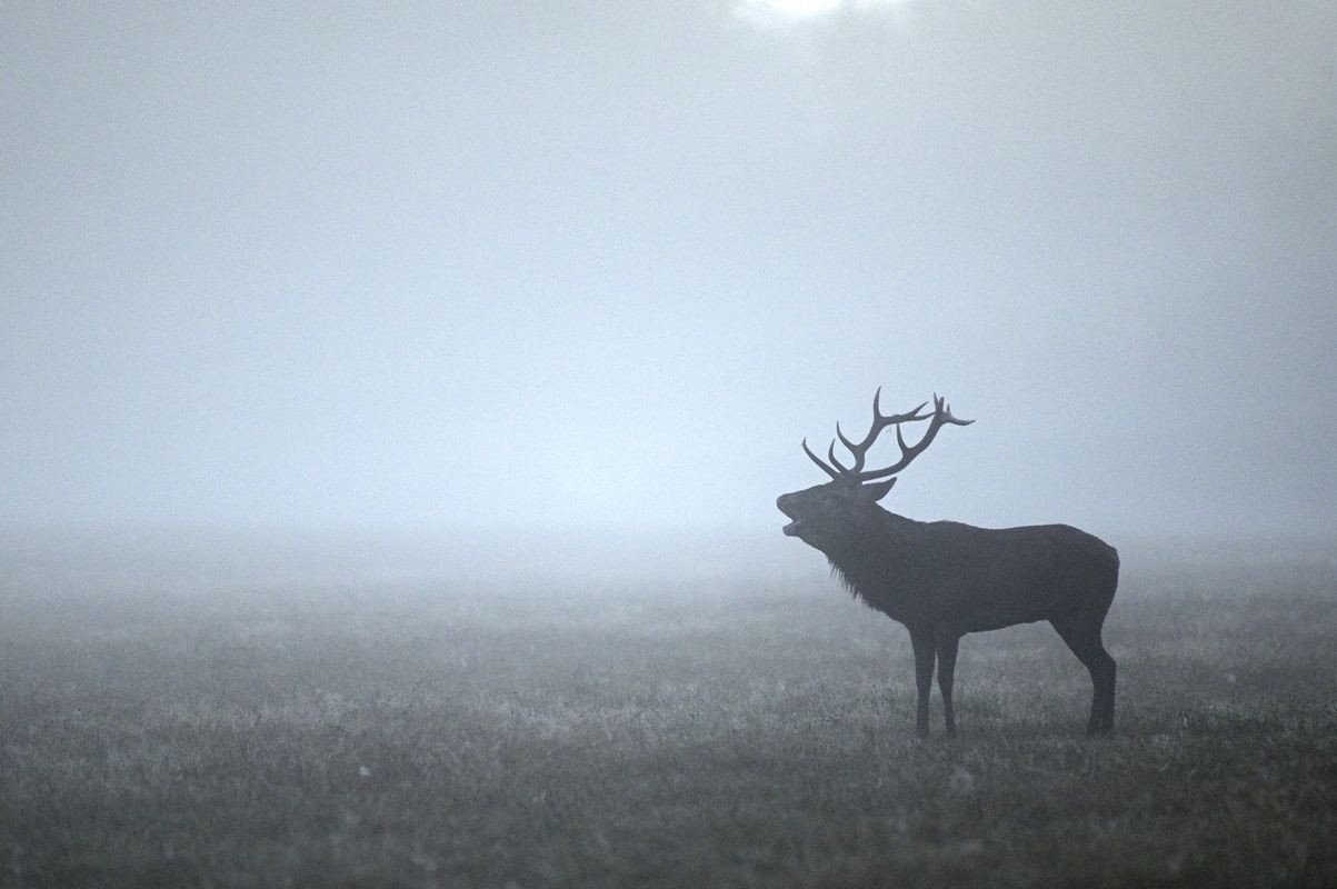 Cerf au brame.