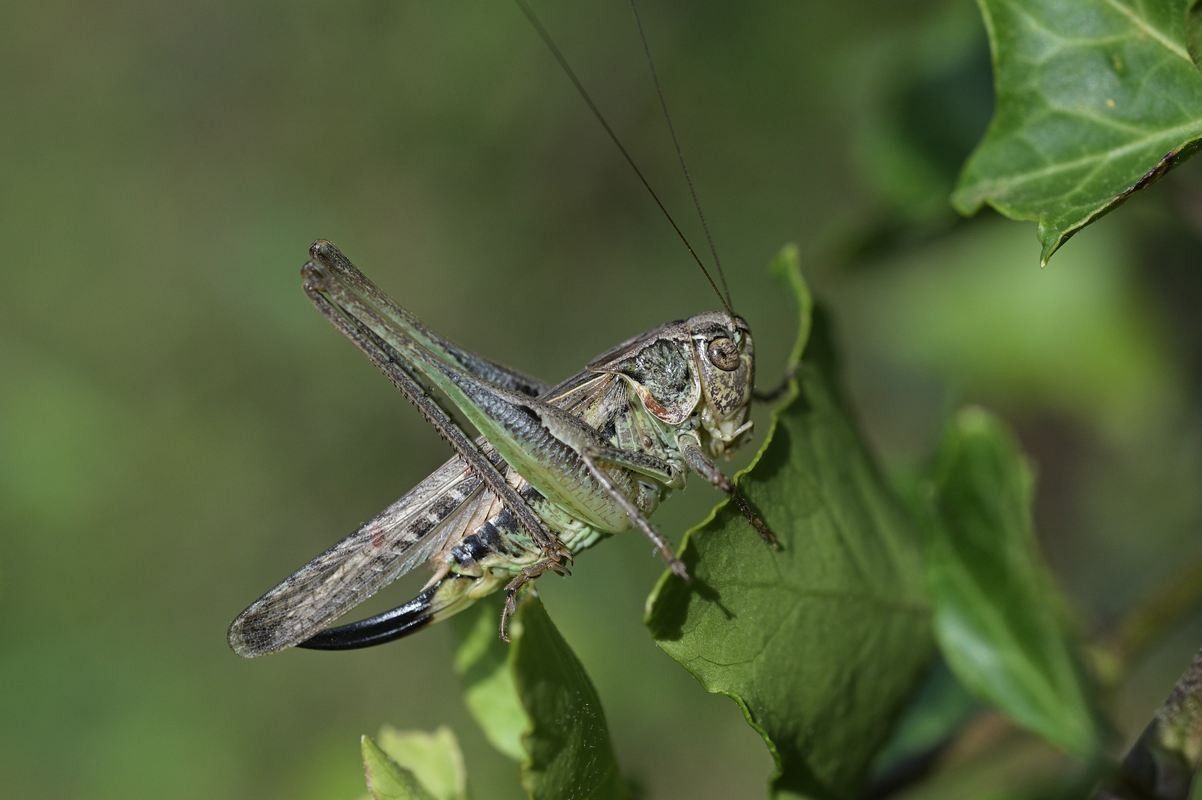 Sauterelle platycleis albopunctata.