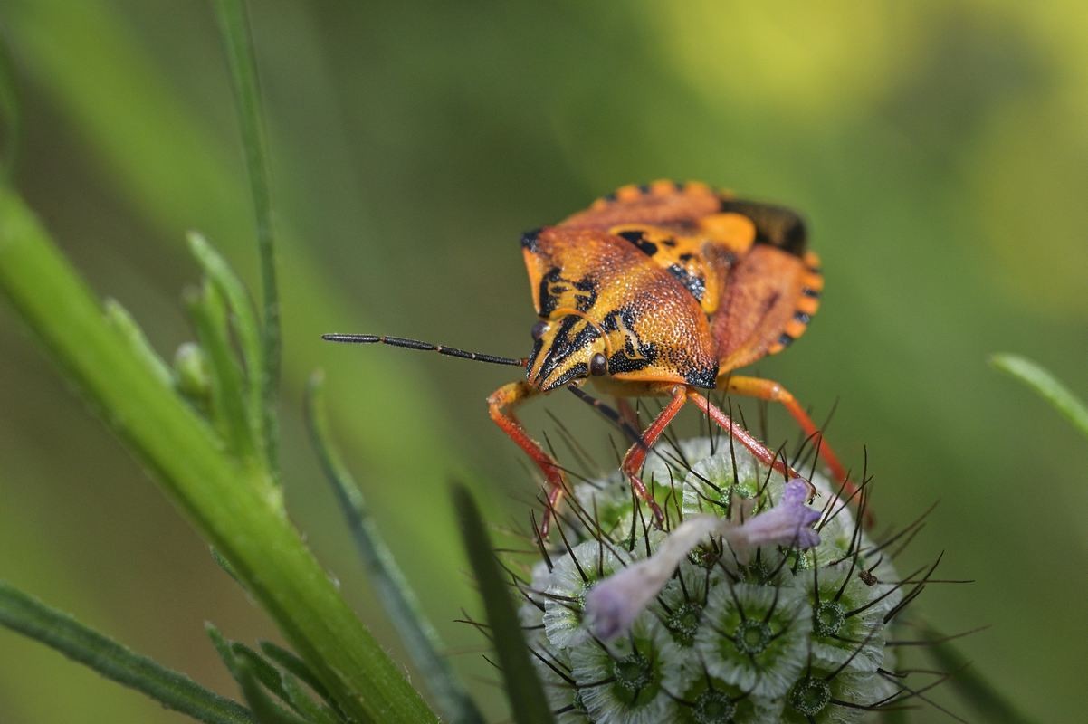 Pentatome méridional.