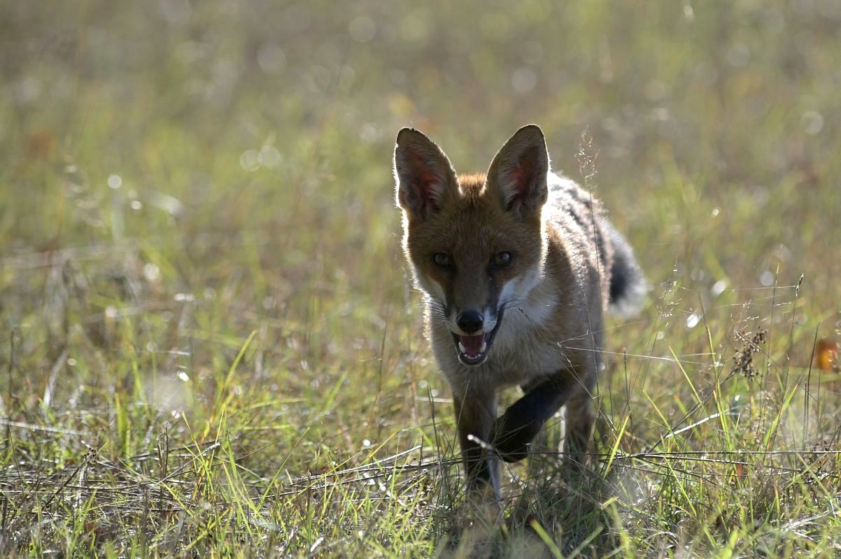 Renard mulottant.