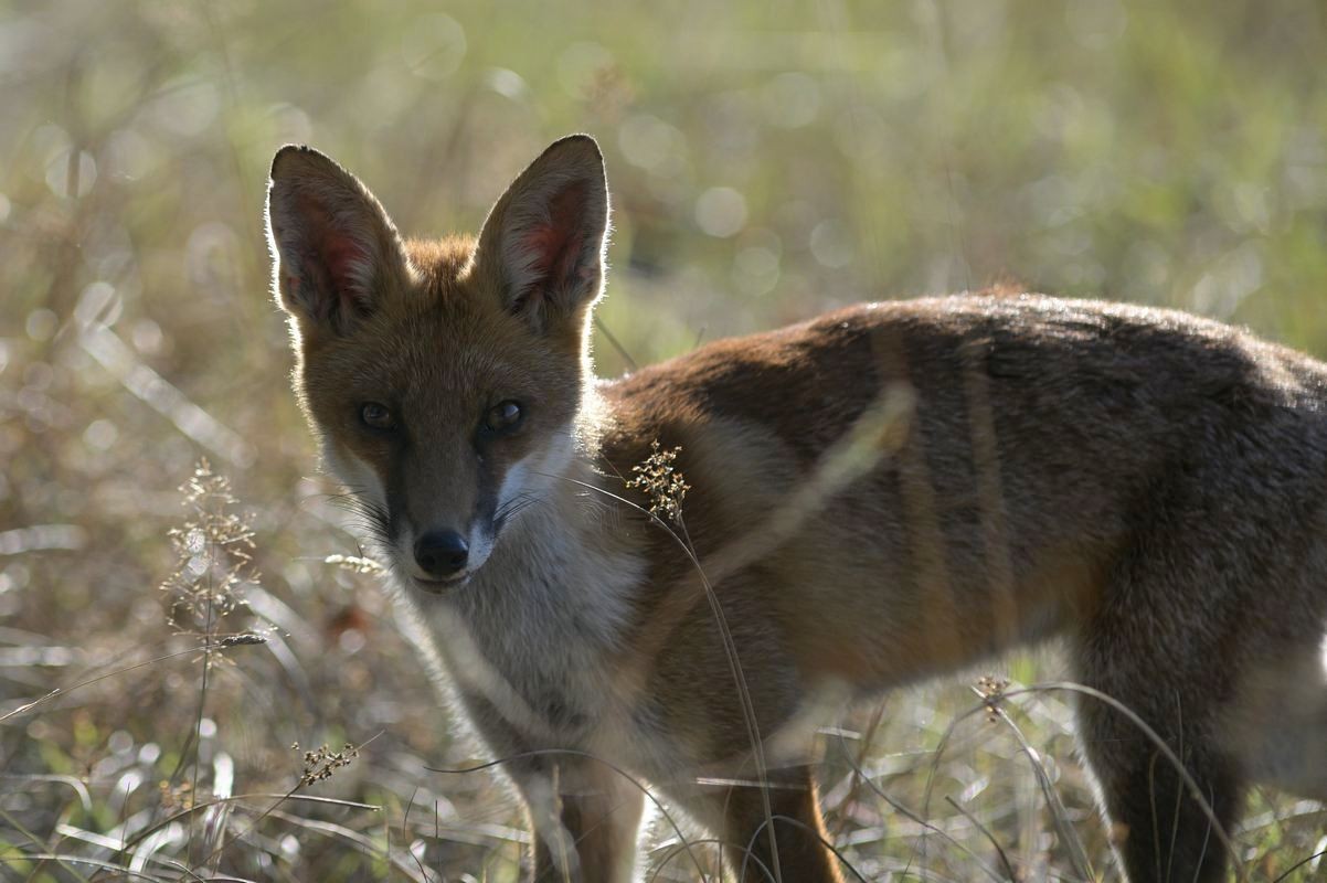 Renard mulottant.