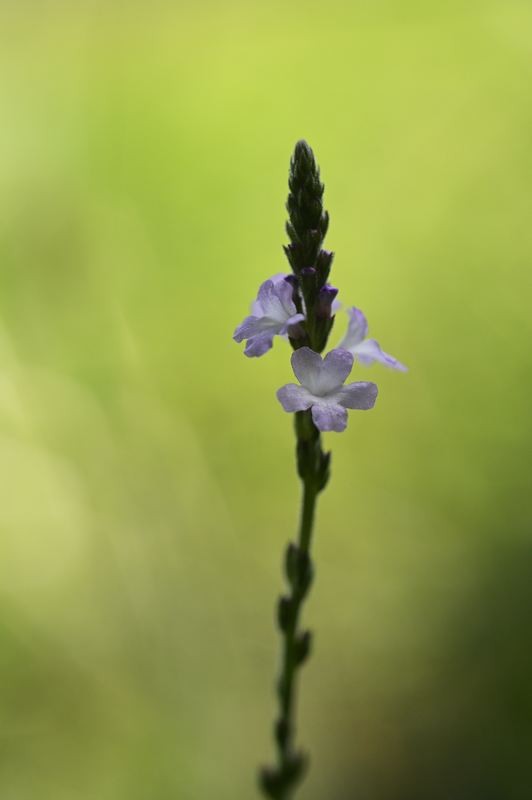 Anarrhinum à feuilles de pâquerettes.