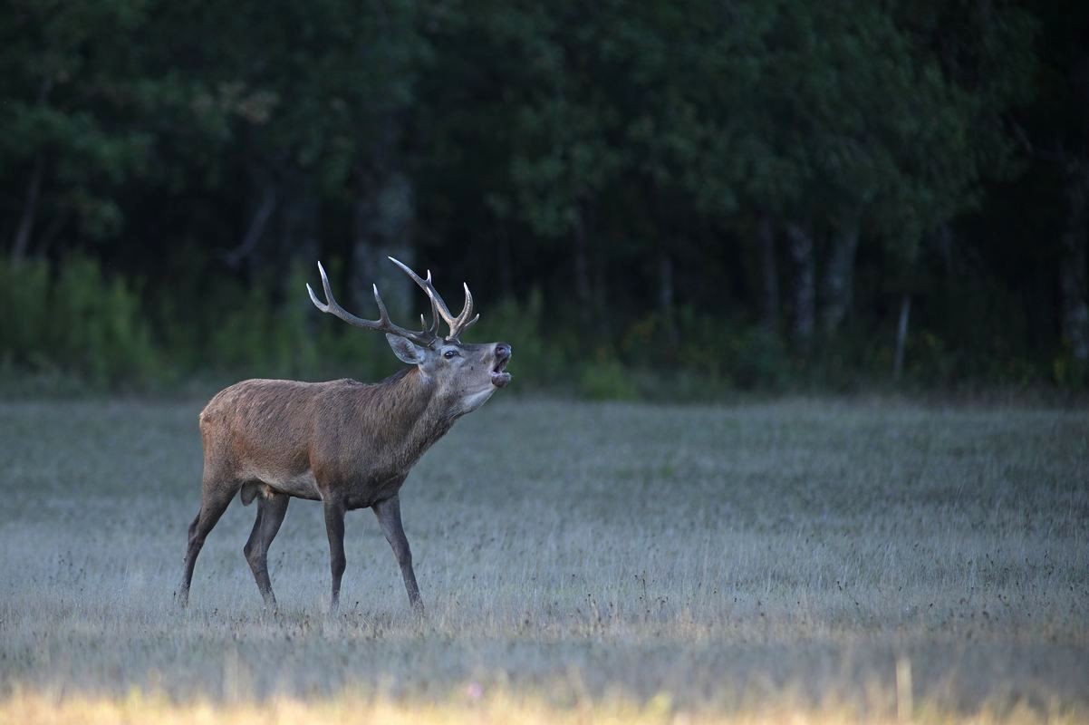 Cerf au brame.