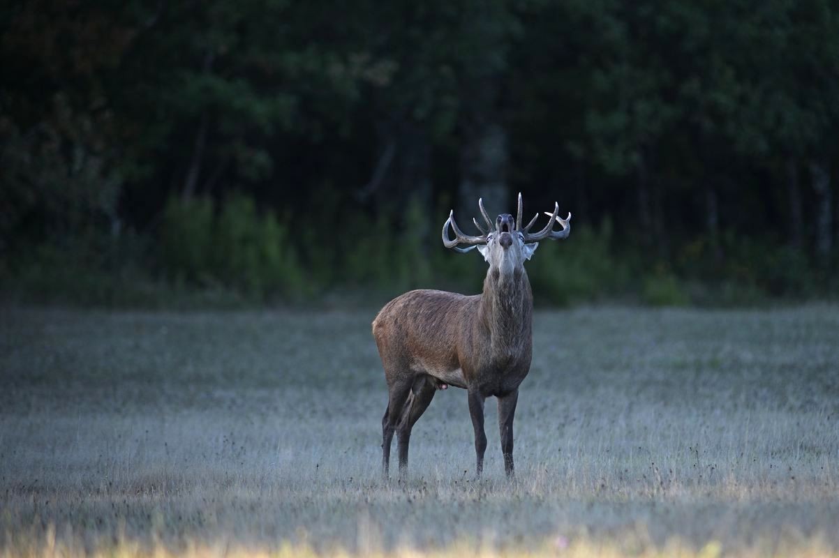 Cerf au brame.