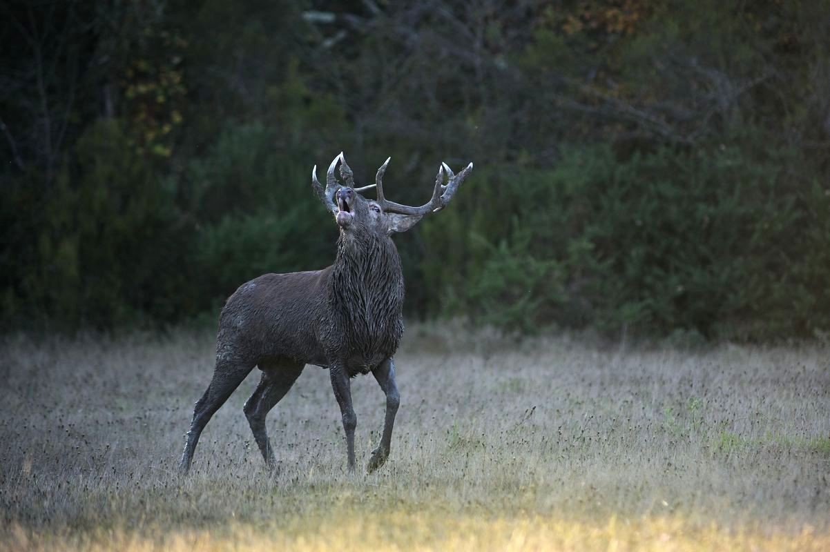 Grand cerf sortant de sa souille.