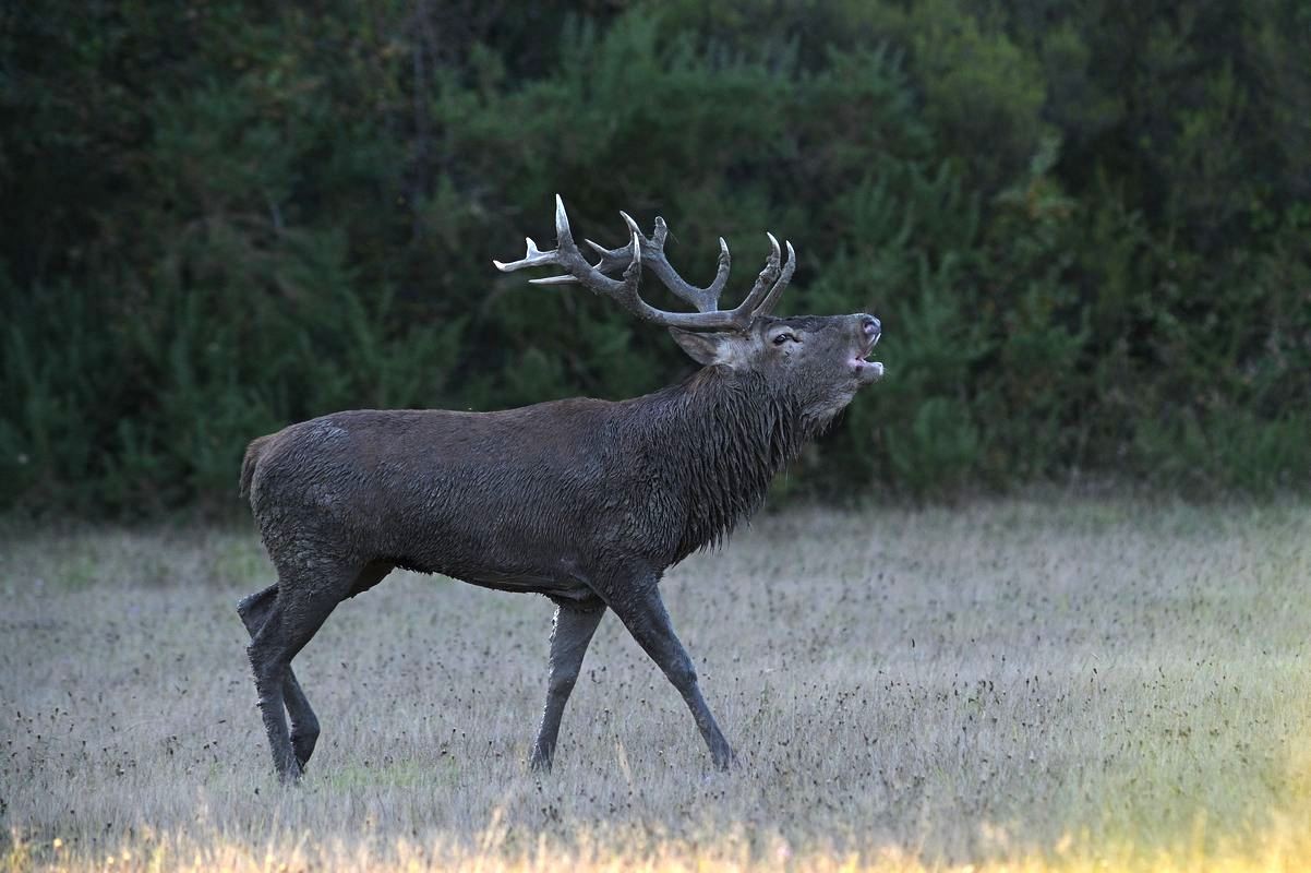 Grand cerf sortant de sa souille.