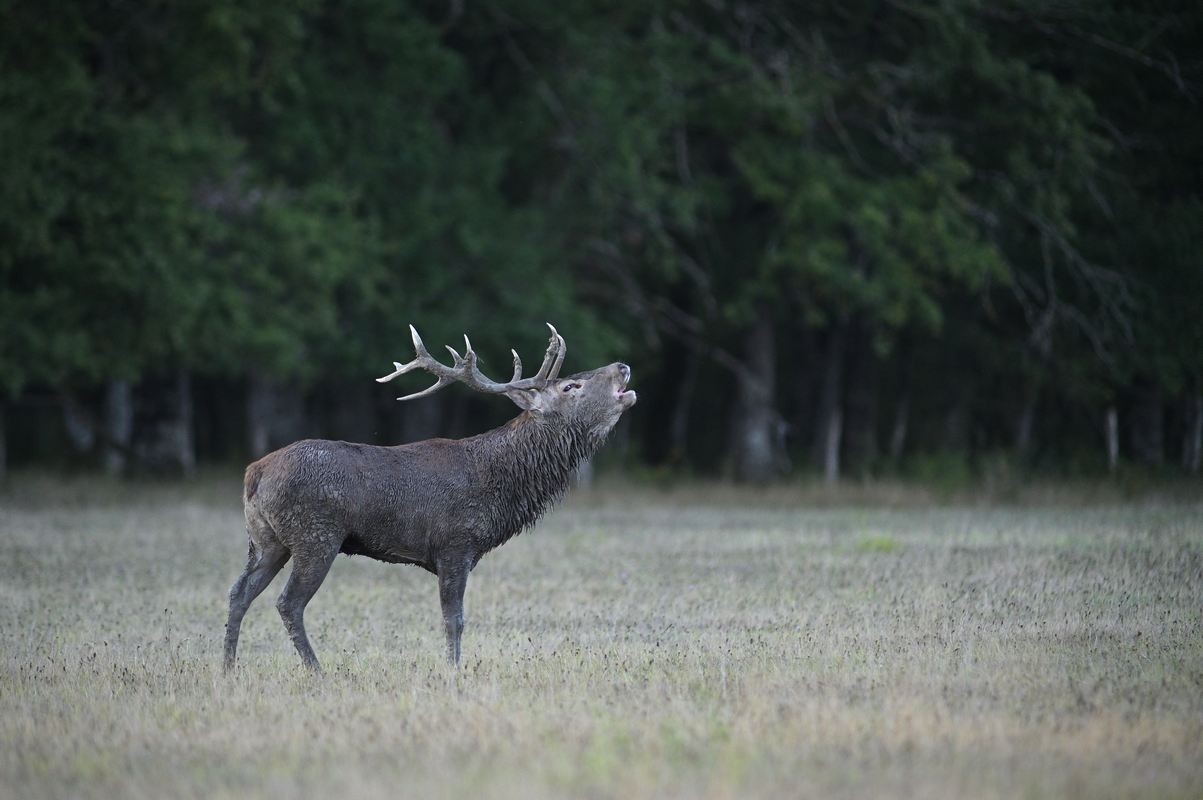 Grand cerf sortant de sa souille.