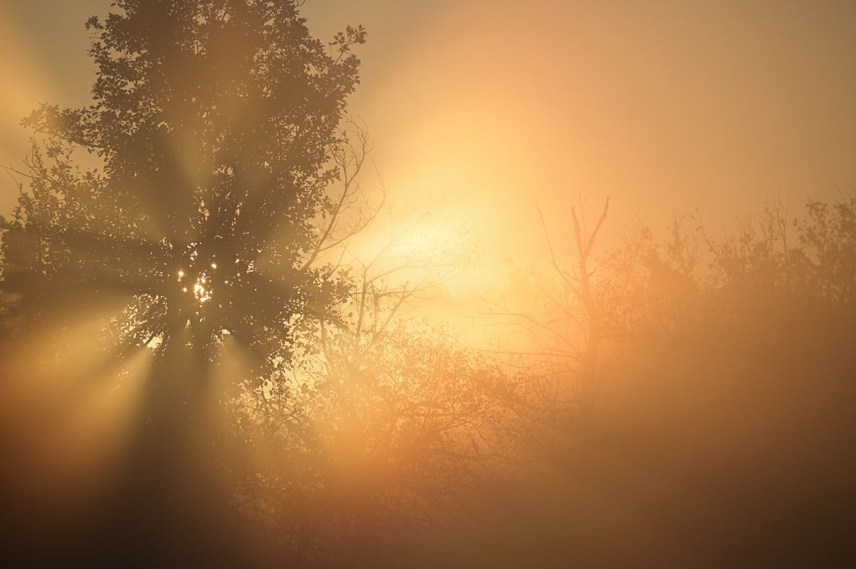 Lever de soleil dans le bocage.