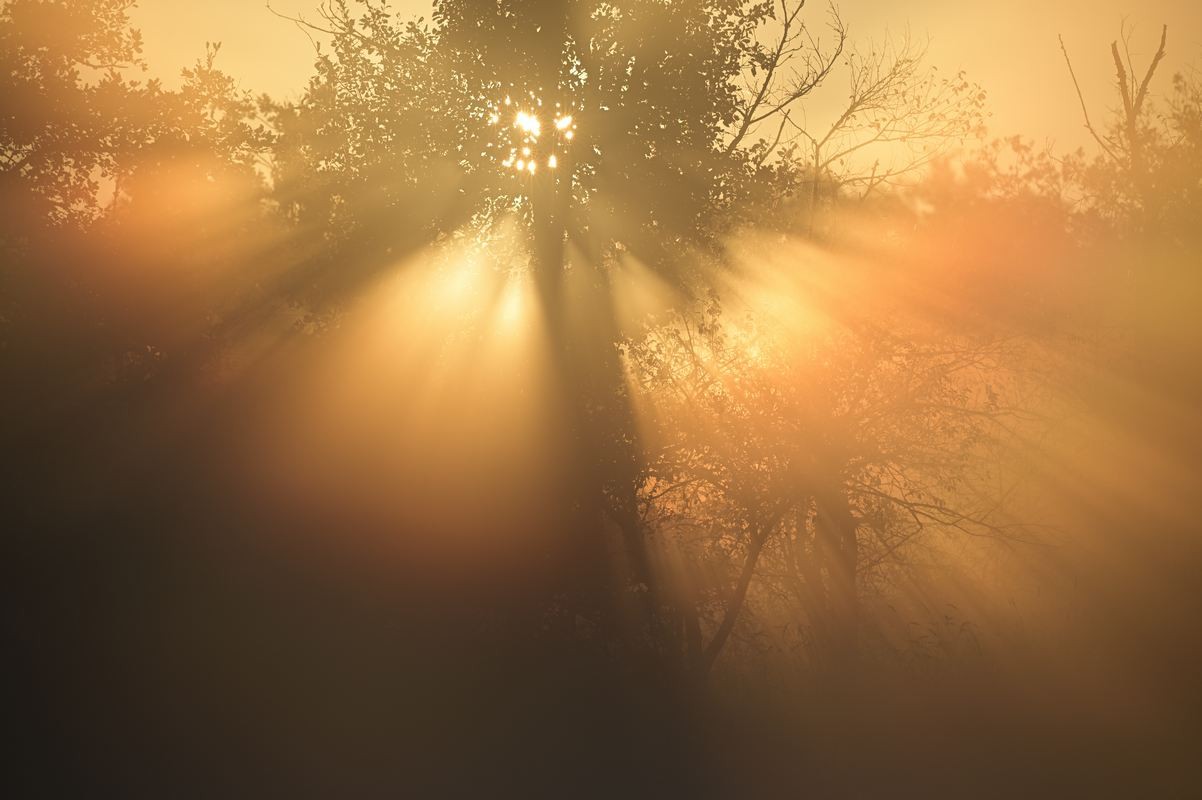 Lever de soleil dans le bocage.