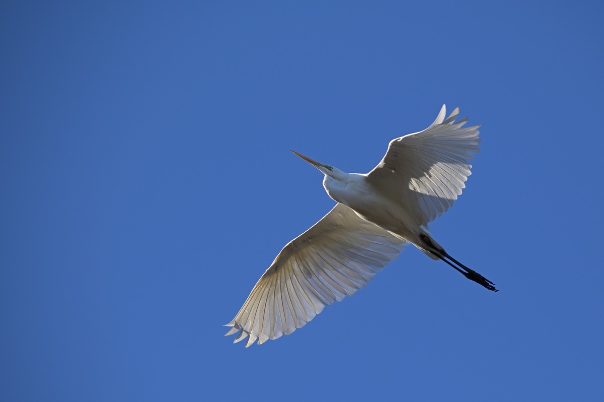 Grande aigrette.