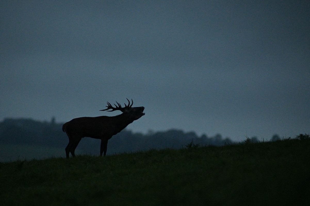 Cerf au brame à l'aube.