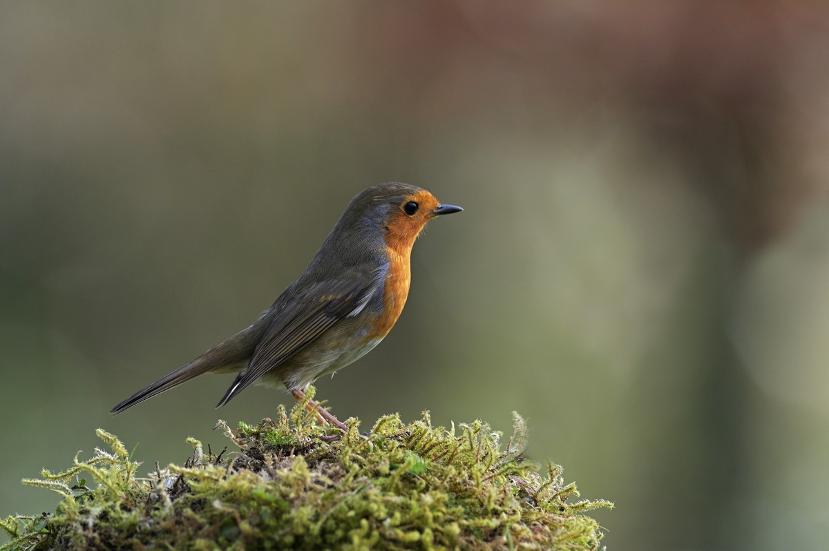 Rouge gorge.