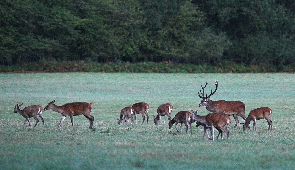 Cerf et son harpail.
