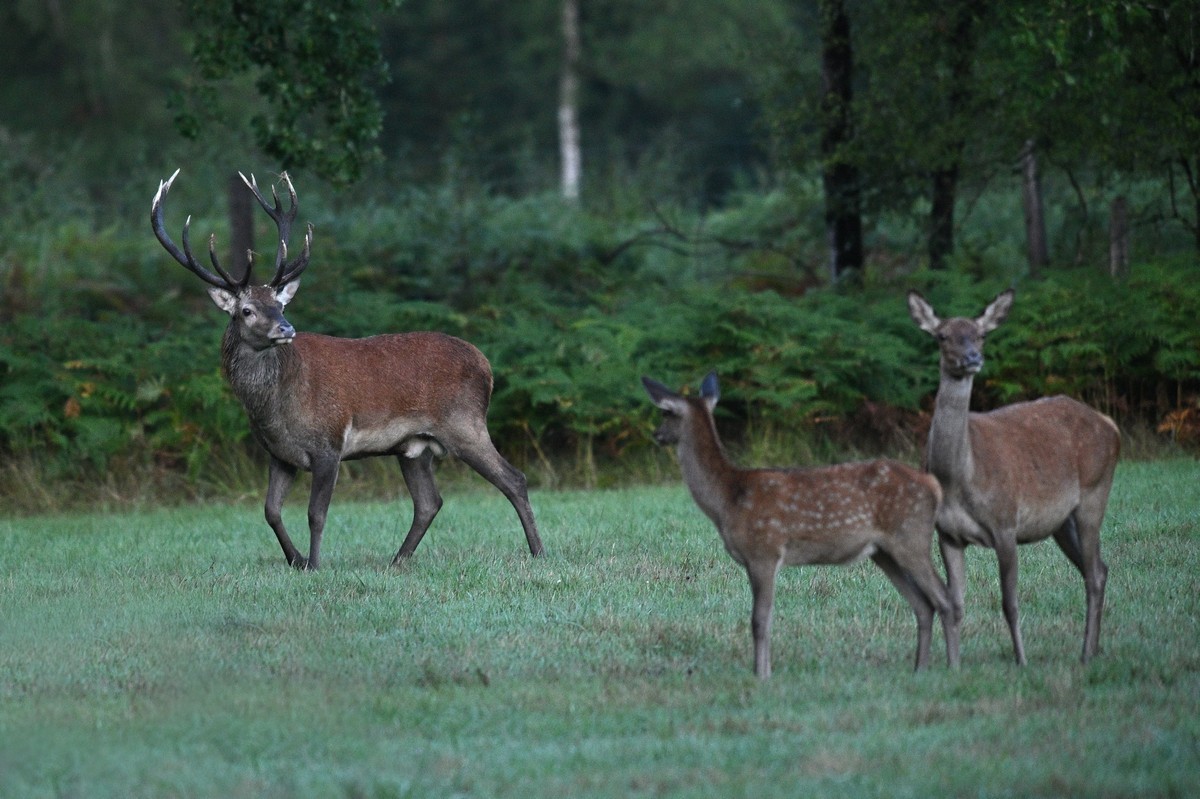 Cerf avec une biche.