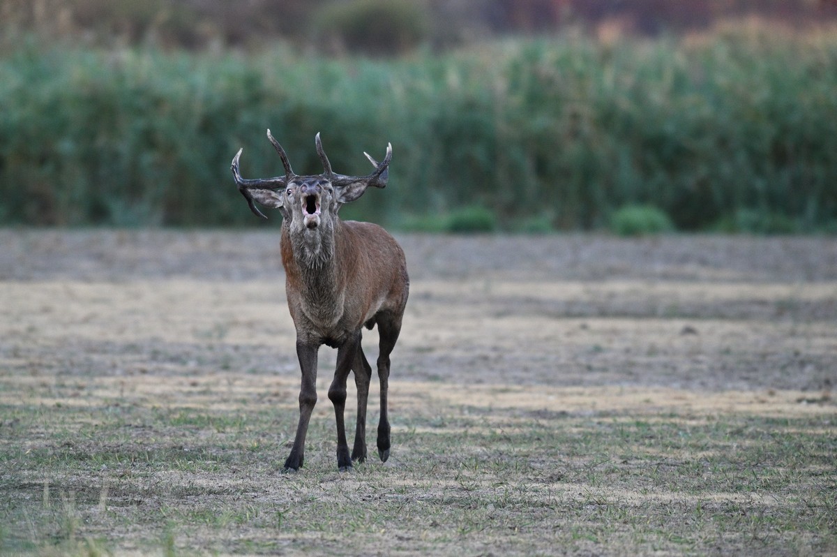 Cerf au brame.