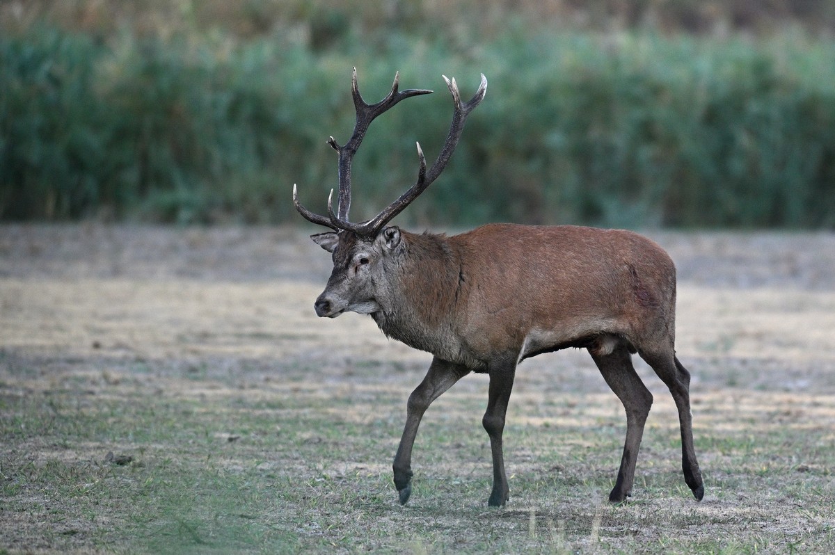 Grand vieux cerf.